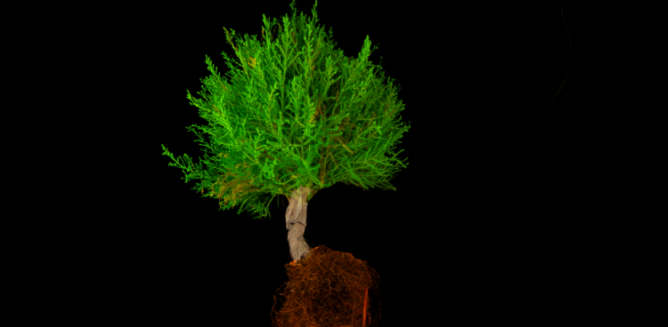 gruener_baum_rote_wurzeln
